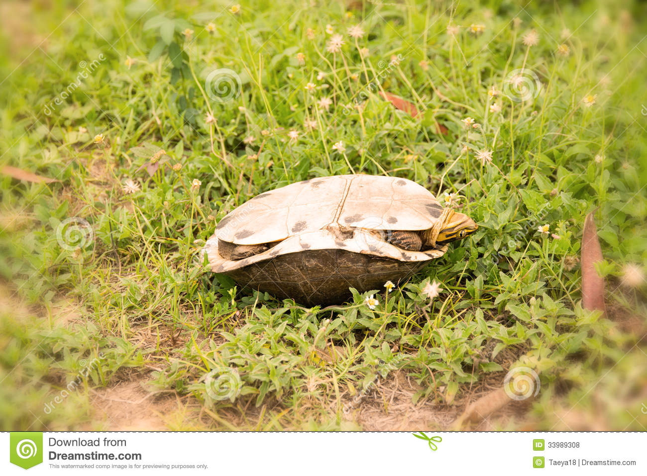 Turtle Upside Down Royalty Free Stock Photos   Image  33989308