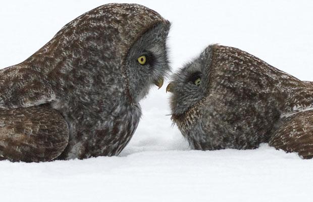 Two Owls Kissing