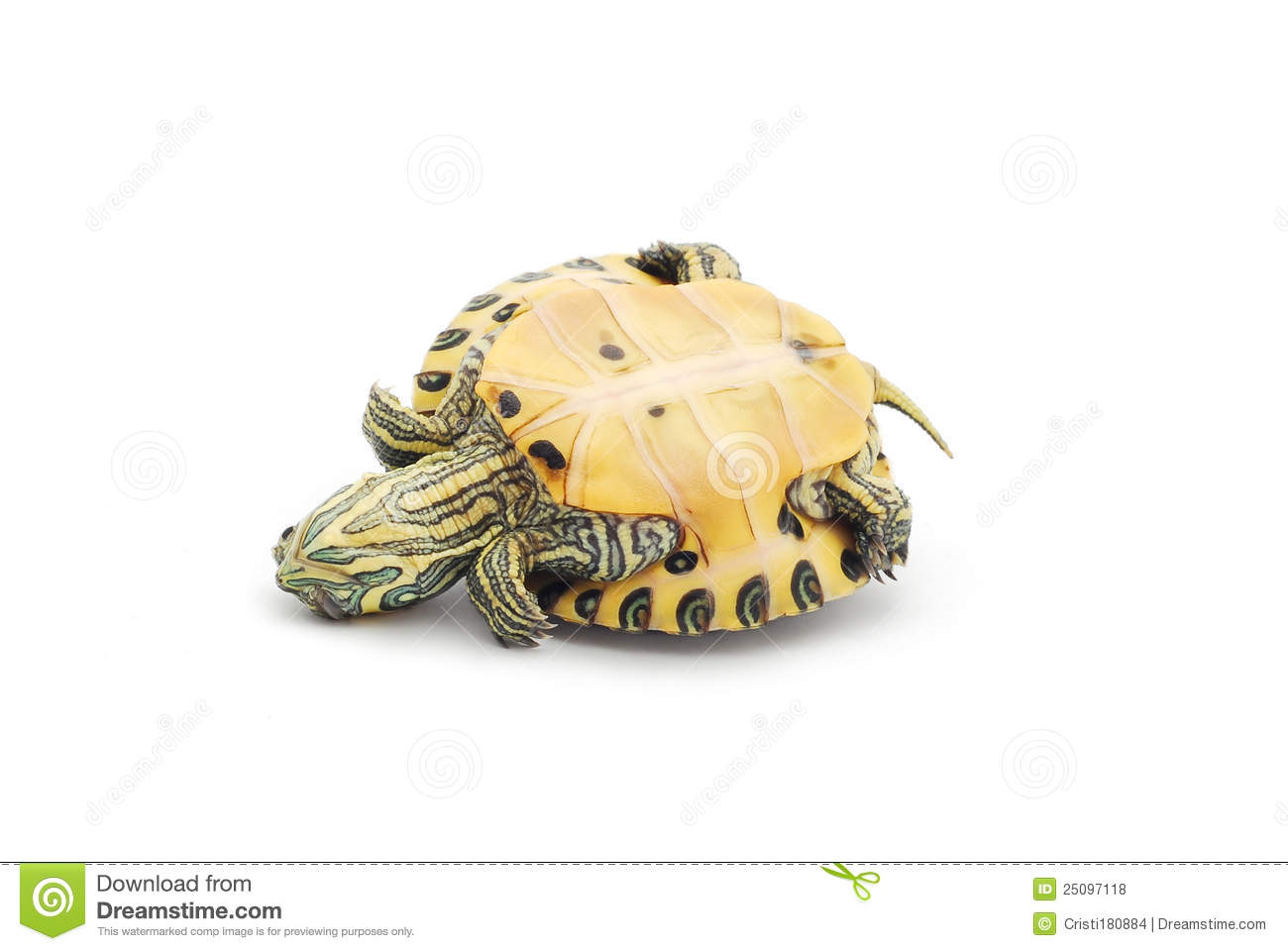 Upside Down Turtle Royalty Free Stock Photos   Image  25097118