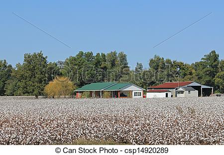 Cotton Plantation  Gathering Cotton In The Field