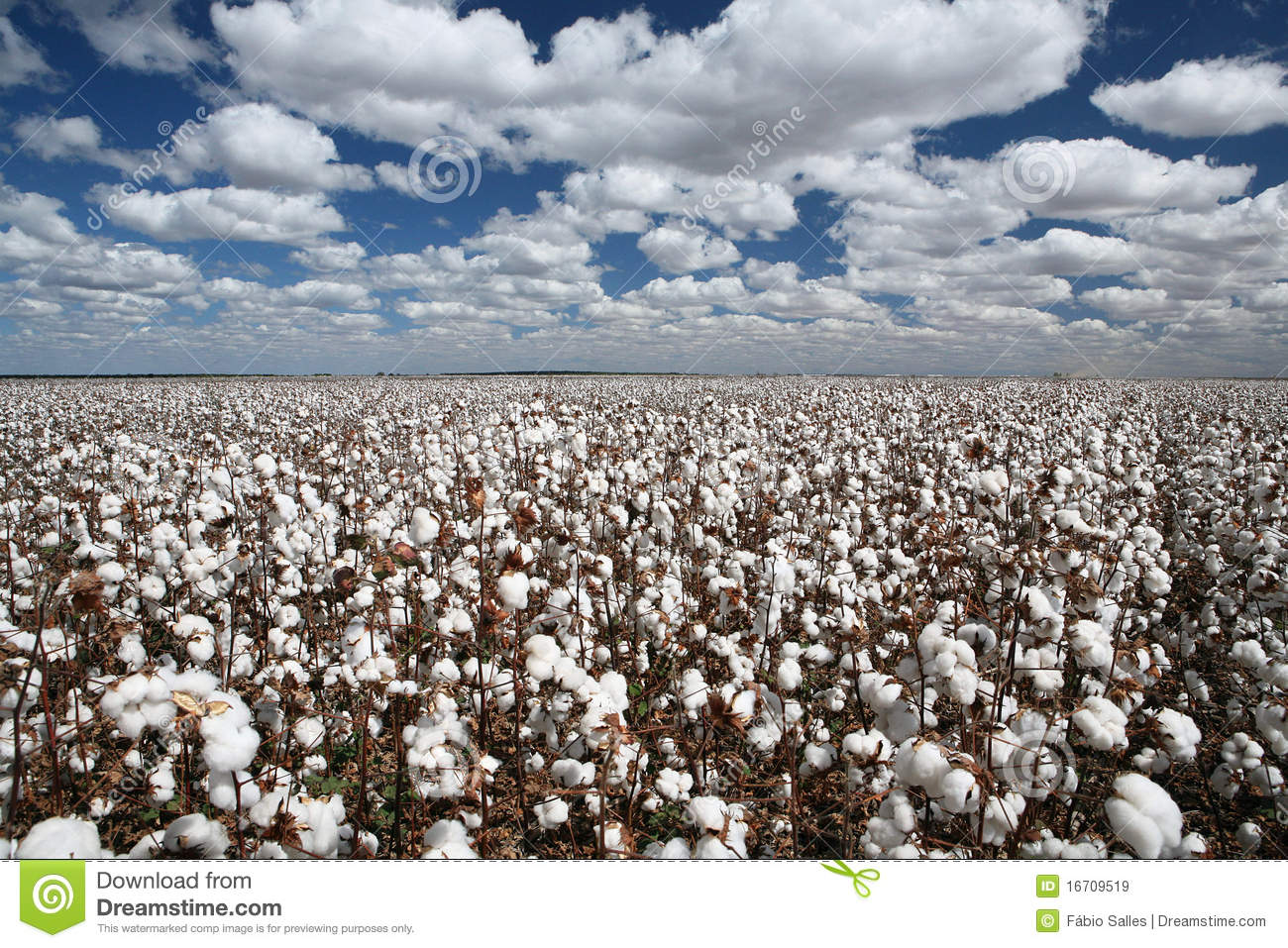 Cotton Plantation In Contrast With Blue Sky And Clouds 