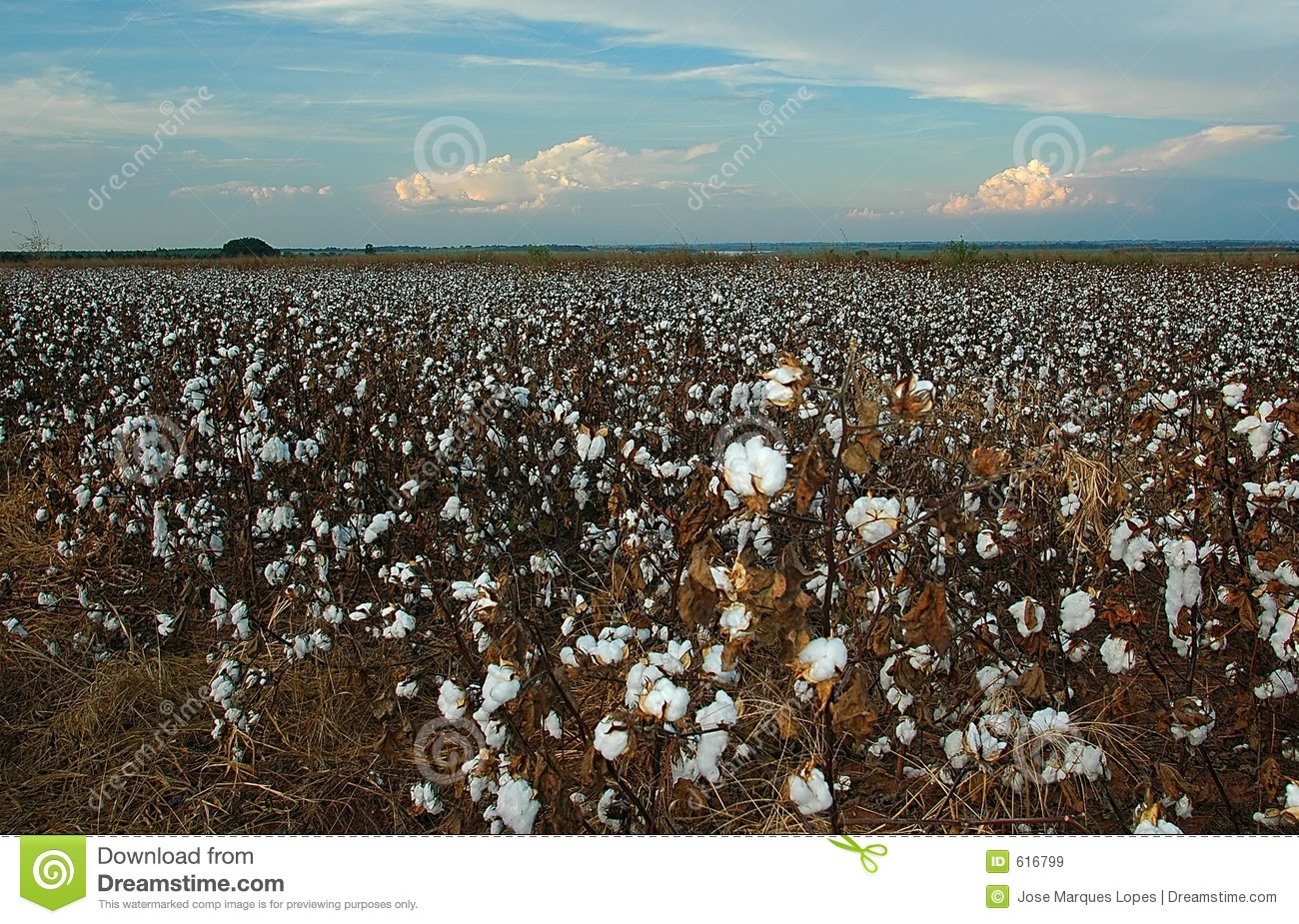 Cotton Plantation In The Farm