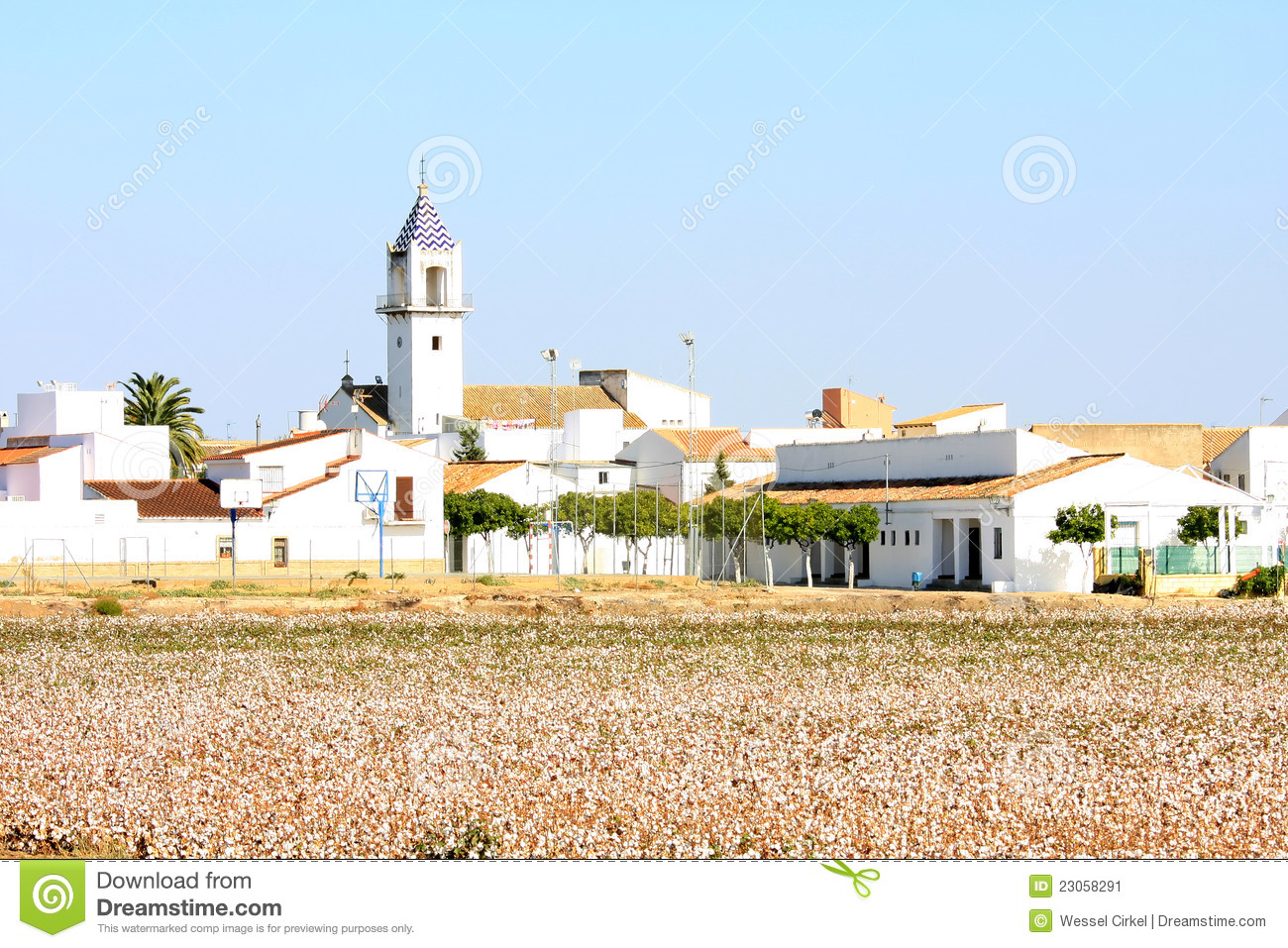 Cotton Plantation Near El Viar In Andalusia Spain Stock Image   Image