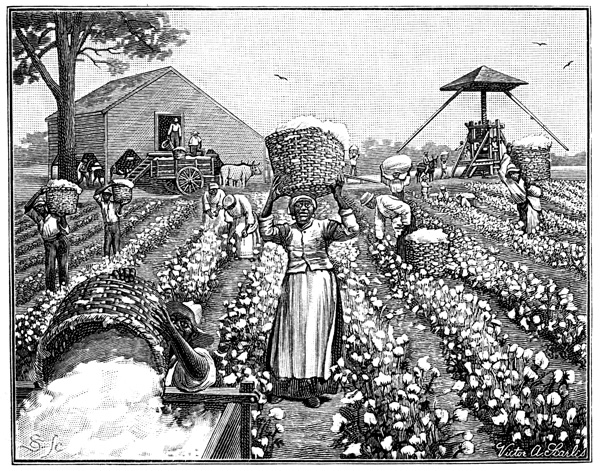 External Image Cotton Plantation 4 Jpg