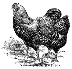     Farm Animal Image Vintage Chicken Clipart Vintage Rooster