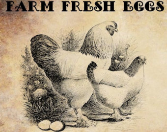 Farm Fresh Eggs Chicken Rooster Png Clip Art Digital Image Download    