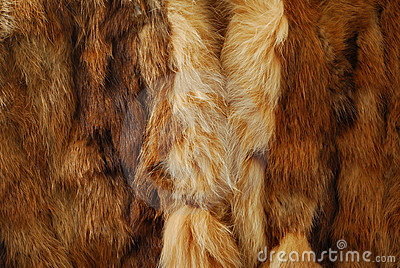 Hairly Animal Fur Royalty Free Stock Image   Image  22842446