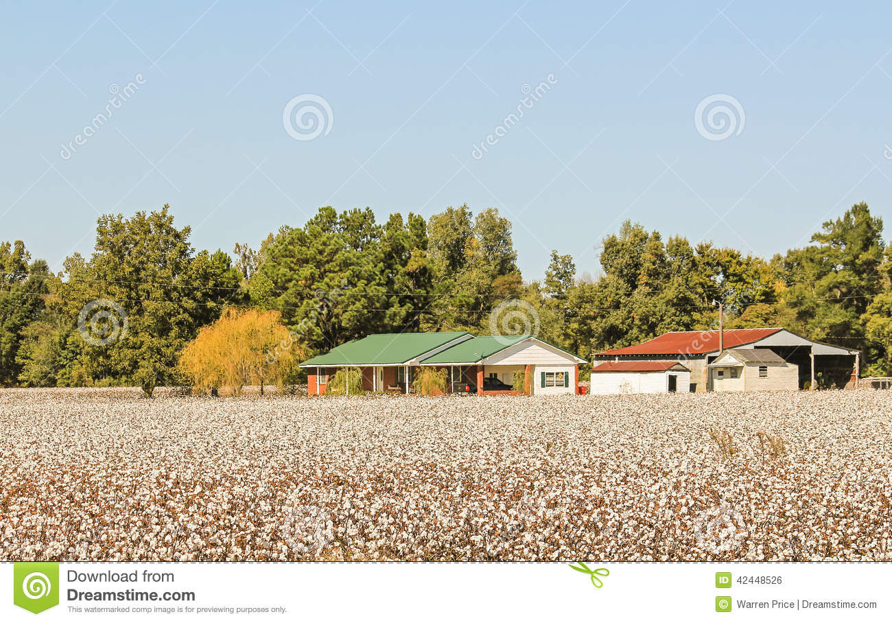 House Barn And Equipment Buildings Are Surrounded By Cotton Fields