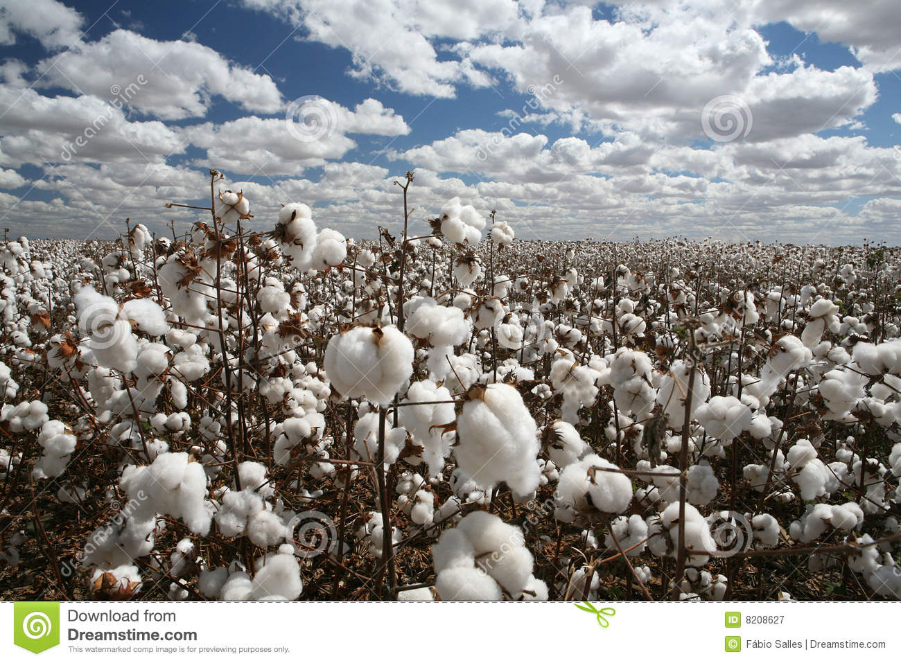 Plantation Of Cotton Contrast With Clouds And Sky 
