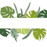 Tropical Background With Fern And Monstera Leaves