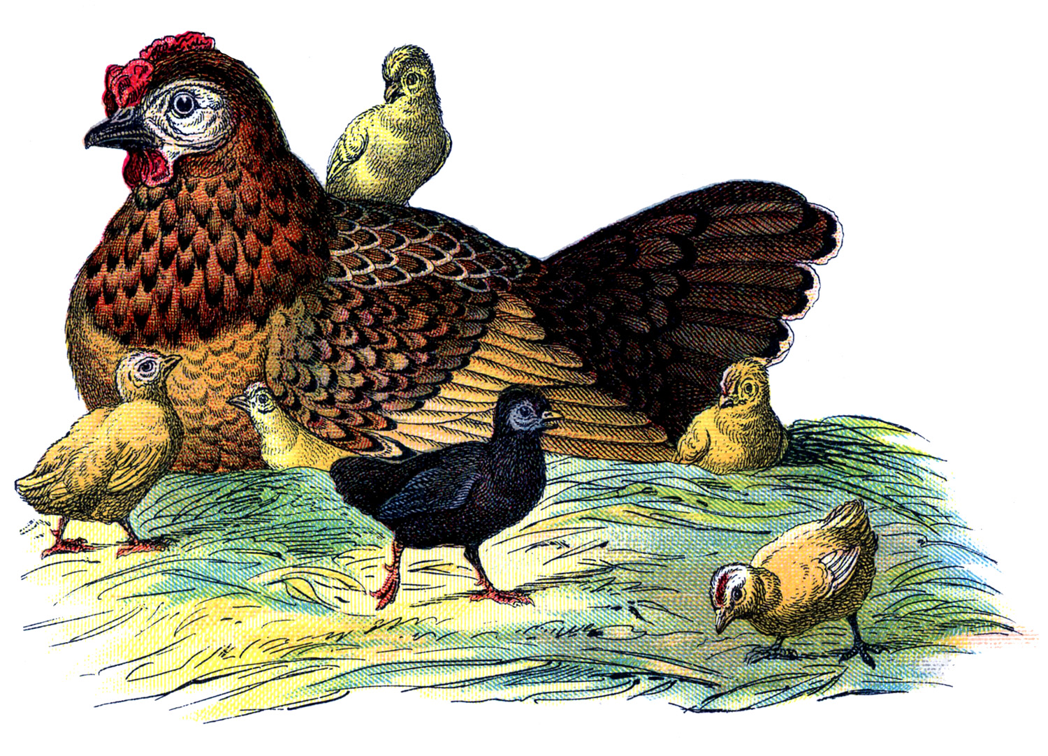 Vintage Graphic   Hen With Baby Chicks   The Graphics Fairy