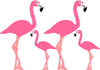 Dividers Pink Flamingos Border Clip Art Tropical Pink Flamingo