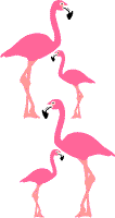 Flamingo Divider Graphics Clip Art Border