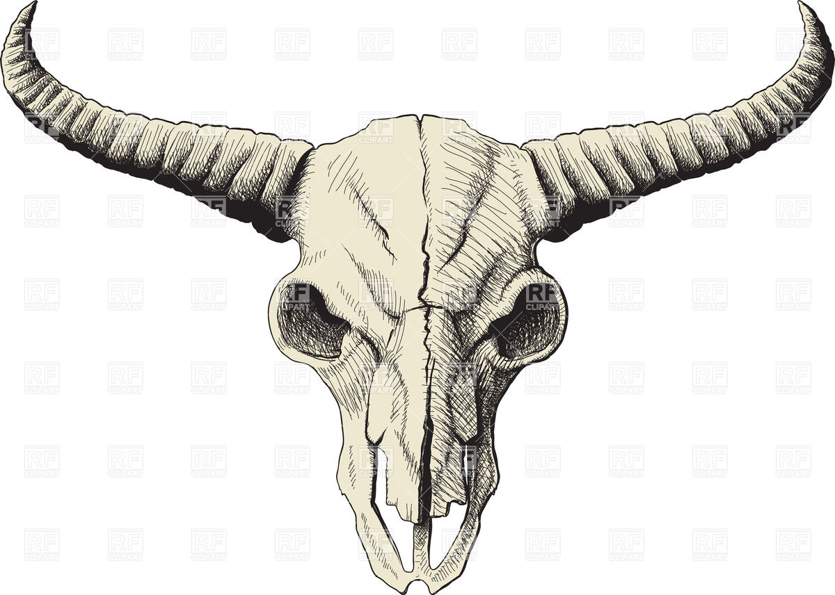 Bison Skull Drawing 25103 Plants And Animals Download Royalty Free