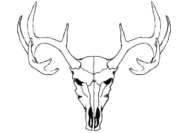 Deer Skull Drawings   Animalgals