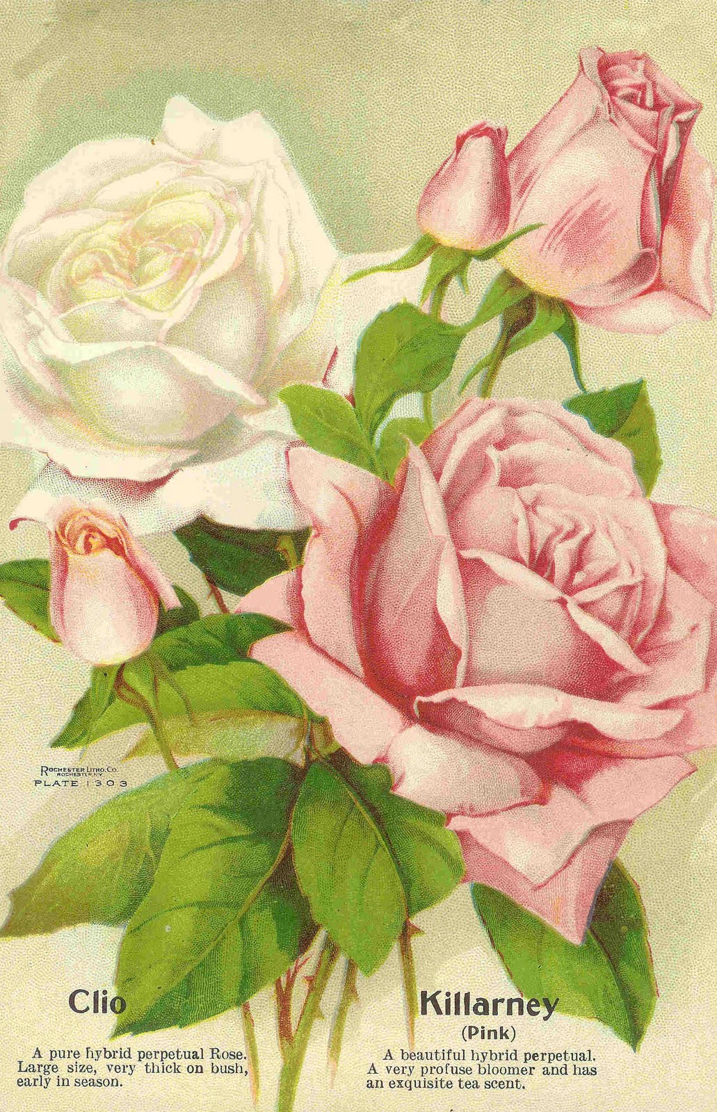 Free Flower Clip Art  Pink And White Roses From Antique Seed Catalog