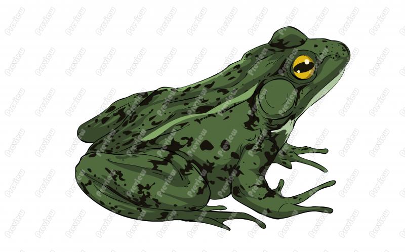 Green Frog Character Clip Art   Royalty Free Clipart   Vector Cartoon