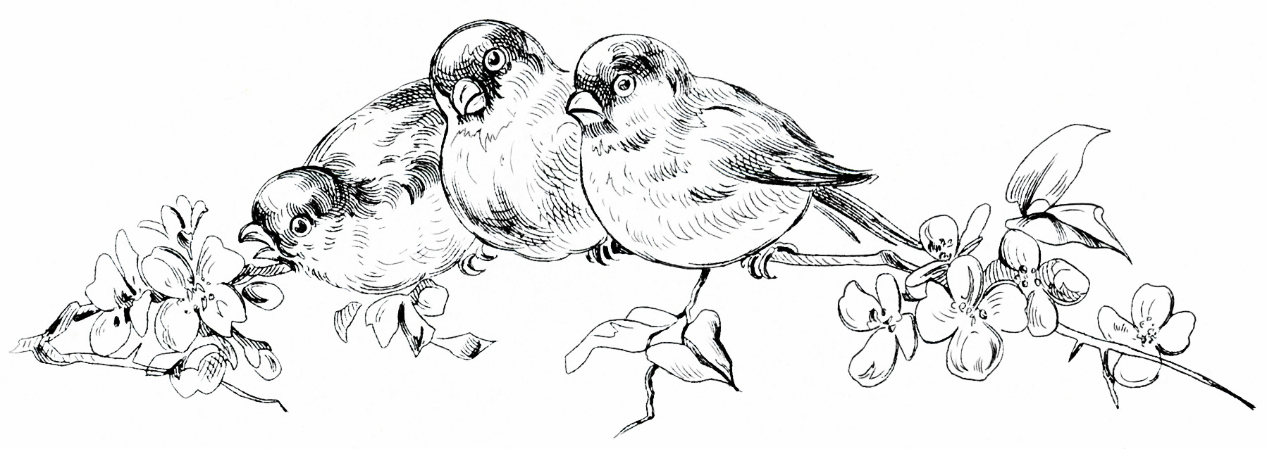 Here Is A Vintage Sketch Of A Group Of Three Adorable Birds Perched On