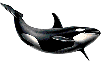 Killer Whale Clip Art   Clipart Best
