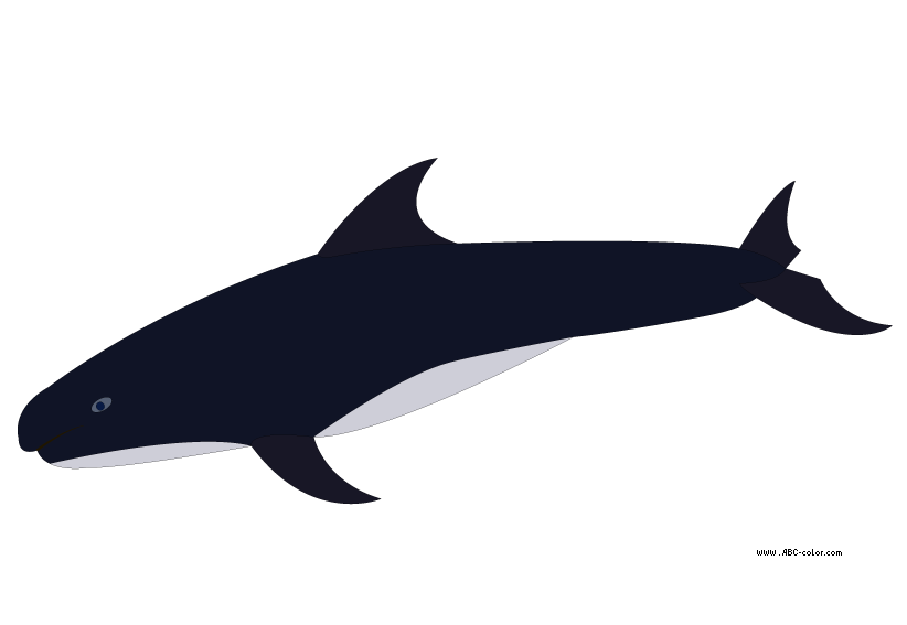 Pygmy Killer Whale Raster Clipart