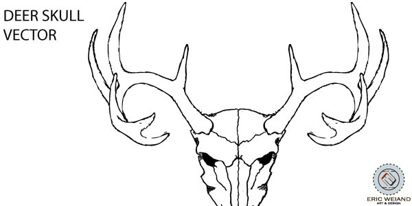 Simple Line Drawn Vector Of A Deer Skull
