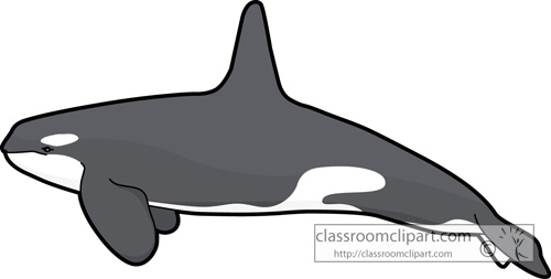 Whale Clipart   Whales Killer Whale 728   Classroom Clipart