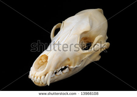 Background With Sharp Teeth And Finely Detailed Skeletal Structure