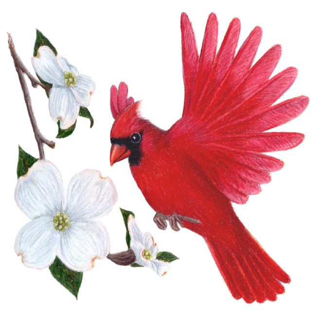     Cardinal   Cardinalis Cardinalis   Flowering Dogwood   Cornus Florida