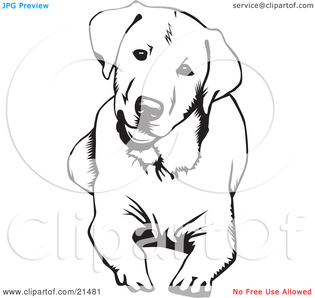Clipart Illustration Of A Cute And Curious Labrador Retriever Dog