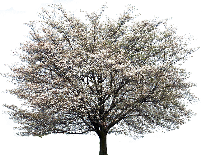clip art dogwood tree - photo #26