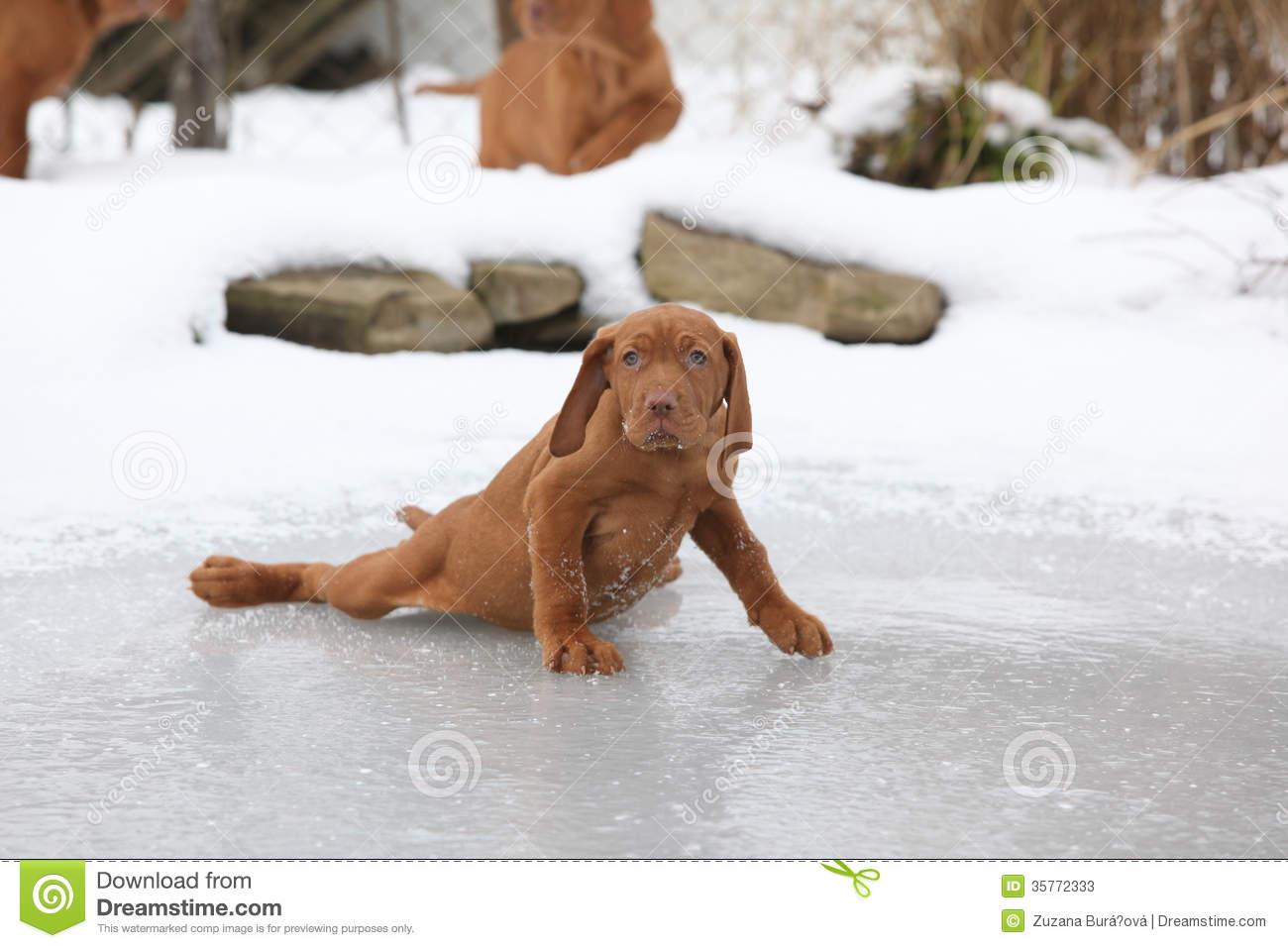 Haired Pointing Dog Sliding On Ice Stock Photos   Image  35772333