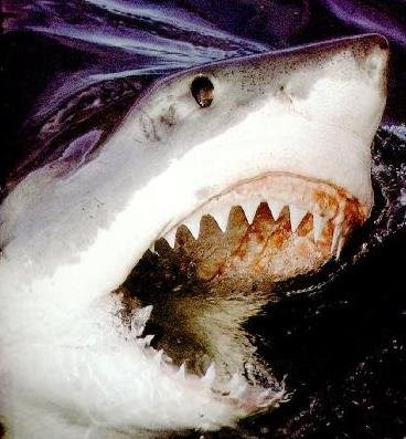 Shark Teeth Clipart  Sharks Teeth In Mouth