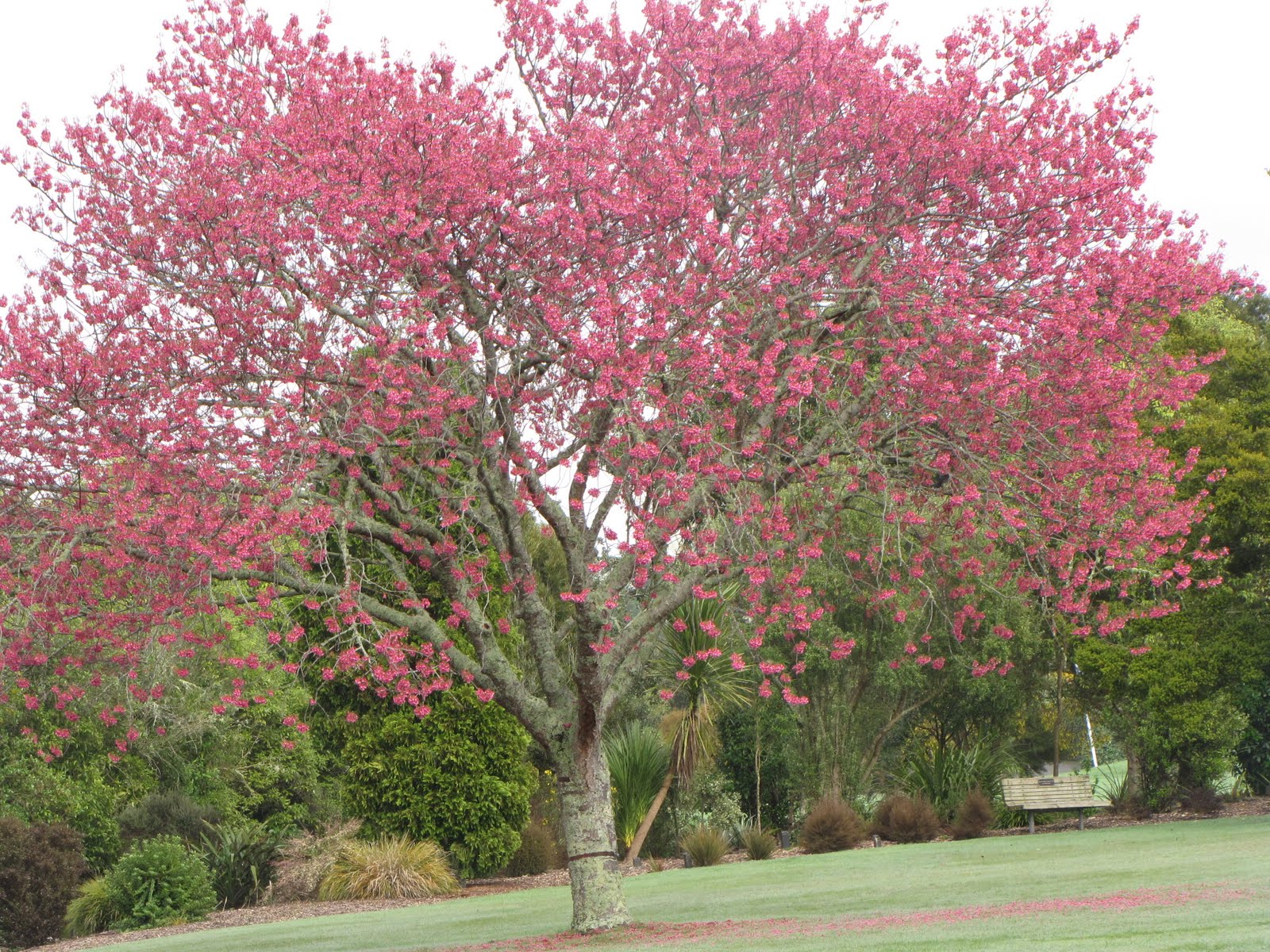 Tree Pink Flowers
