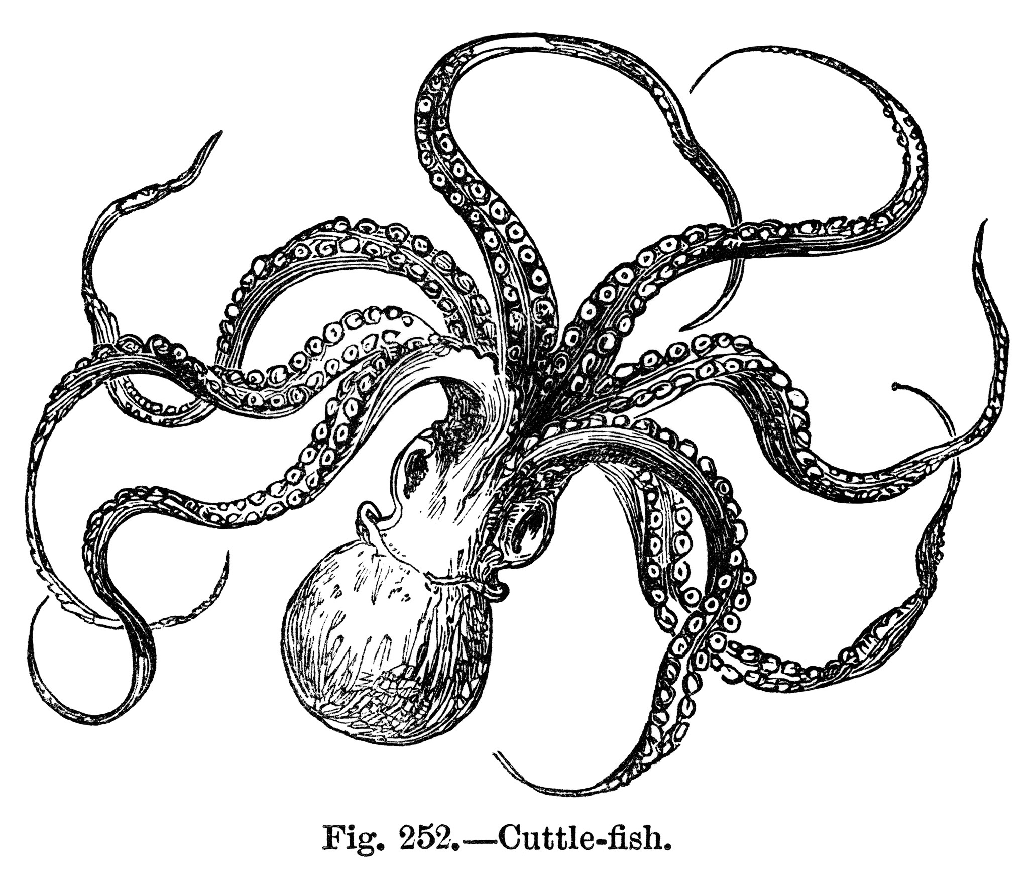 Vintage Cuttlefish Clipart Octopus Clip Art Black And White Graphics    
