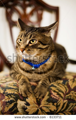 Beautiful Tabby Cat Sitting On A Dining Room Chair  Shallow Depth Of