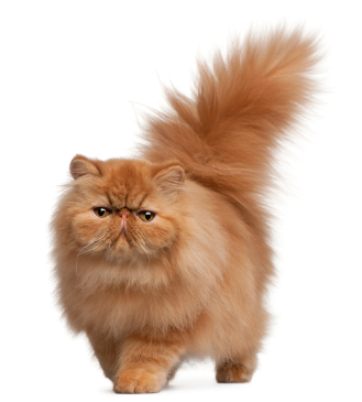 Cat Breeds    Different Feline Breeds And Types Of Cats