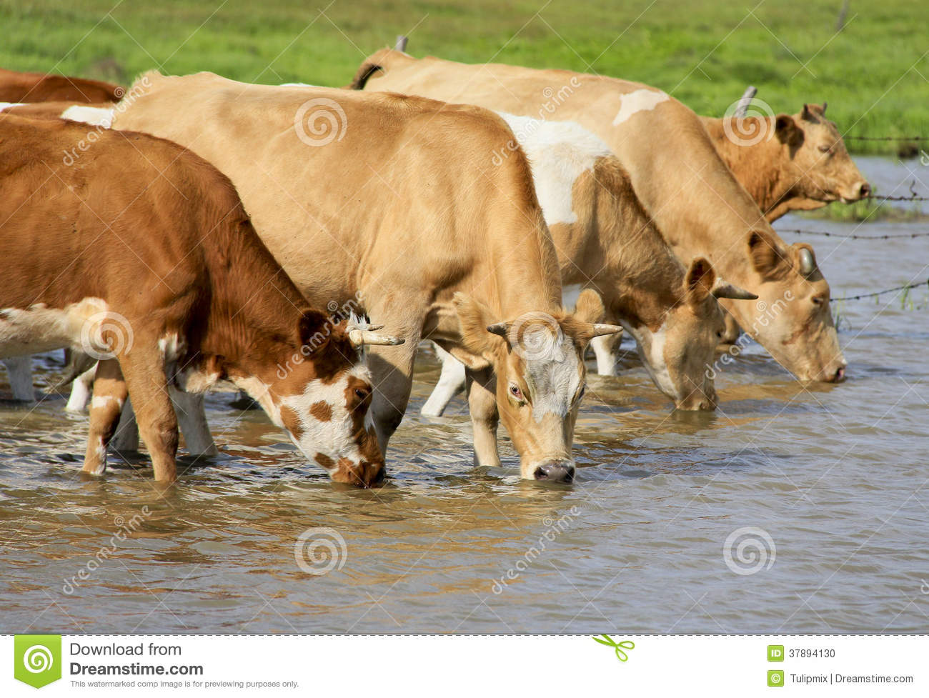 Cows Drinking Water Stock Photo   Image  37894130