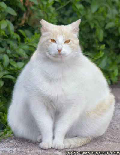 Fat Cats Awesome Photographs   Funny And Cute Animals
