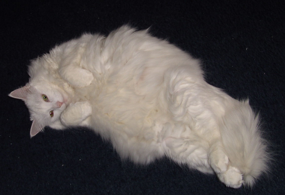 Fluffy Cats Big Fat Fluffy Cat  Clipart Of