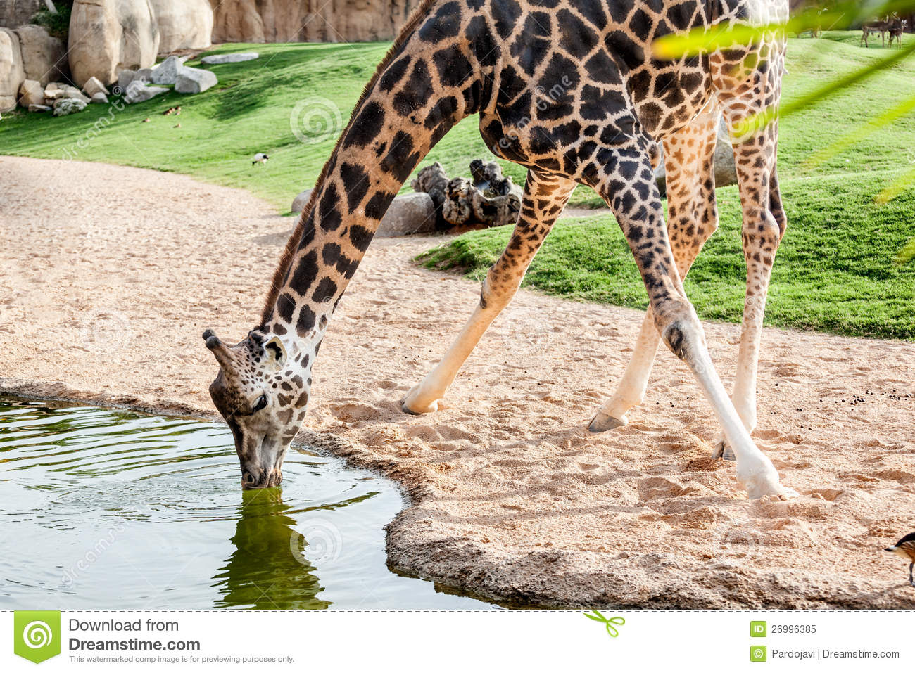 Giraffe Drinking Water Royalty Free Stock Photo   Image  26996385