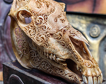 Horse Skull Real Mule  Animal Skull Bone With Teeth  Vintage Taxidermy