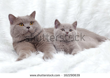 Related Pictures Cartoon Fat Grey Cat Stock Photos Illustrations And