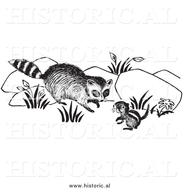 Clipart Of A Raccoon Looking At Chipmunk   Black And White By Al