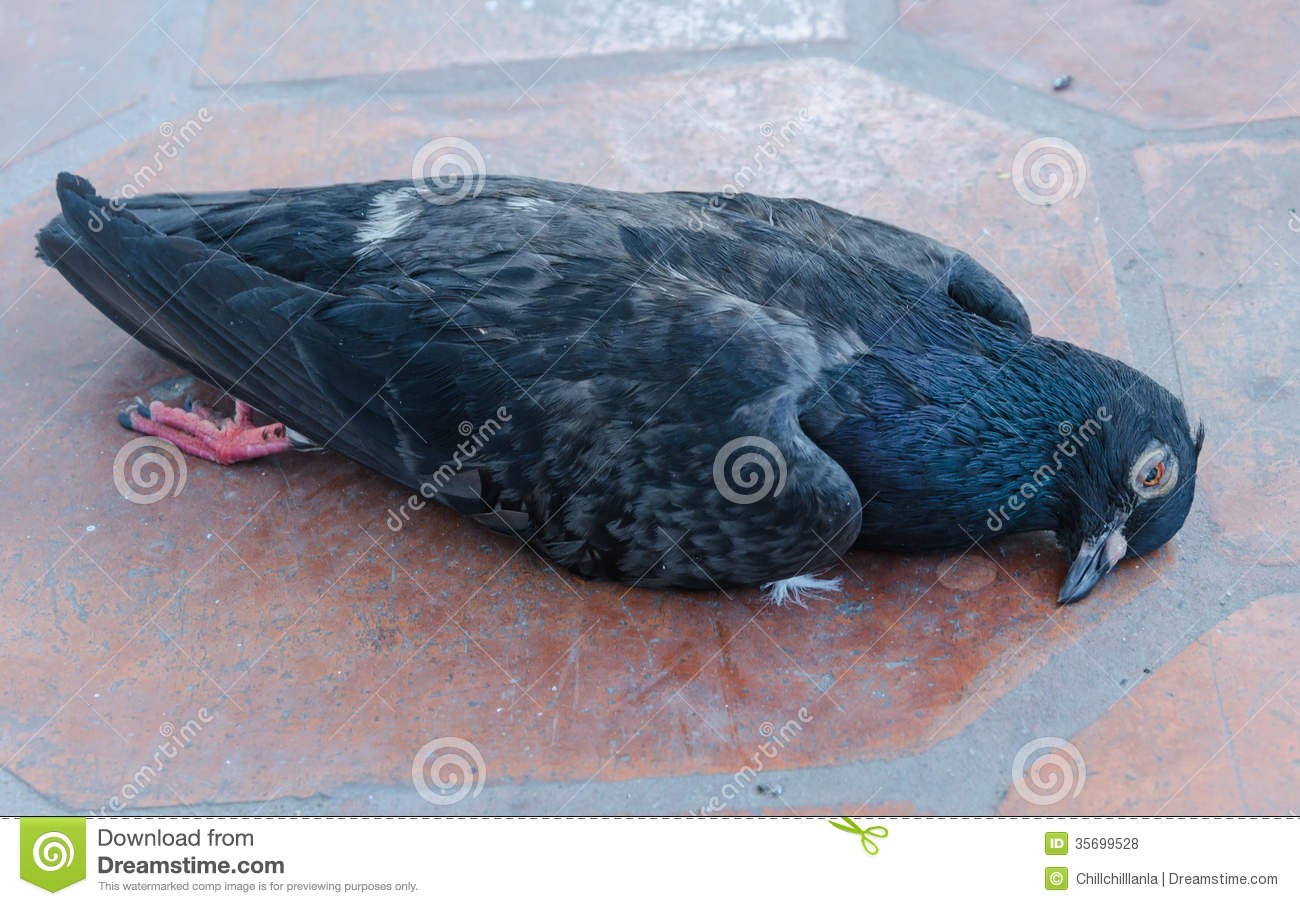 Dead Black Pigeon Bird Royalty Free Stock Photos   Image  35699528