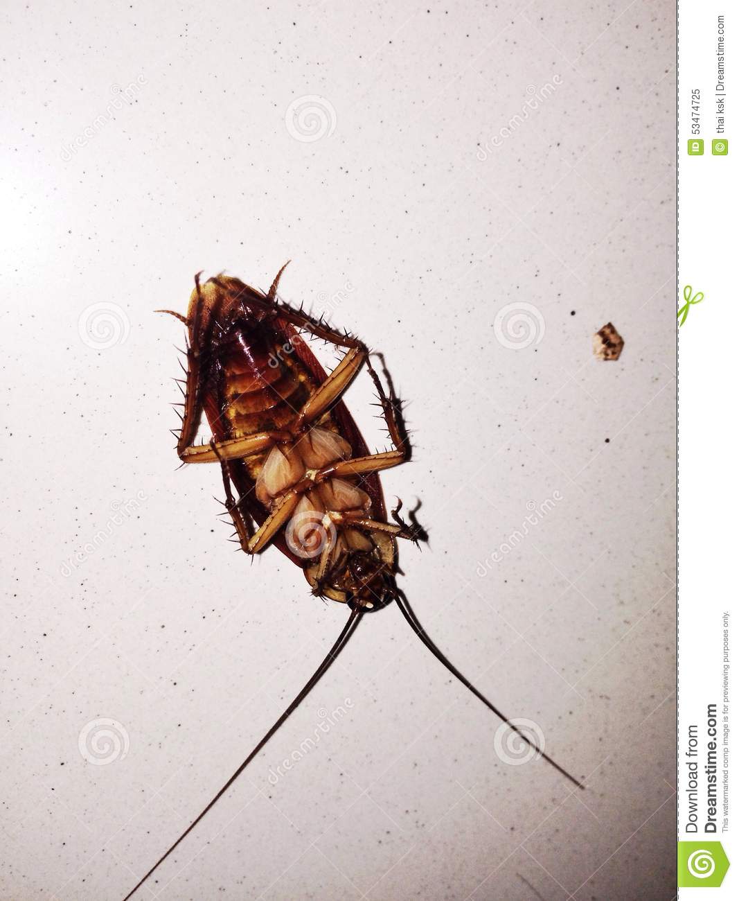 Dead Cockroach  Stock Photo   Image  53474725