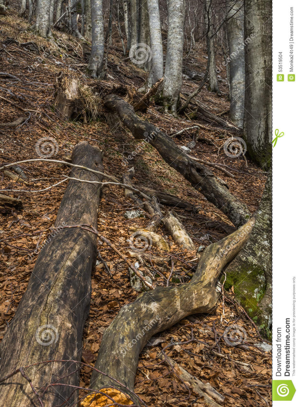 Dead Trees And Leavs On The Forest Floor  This Is Normal Scene In    
