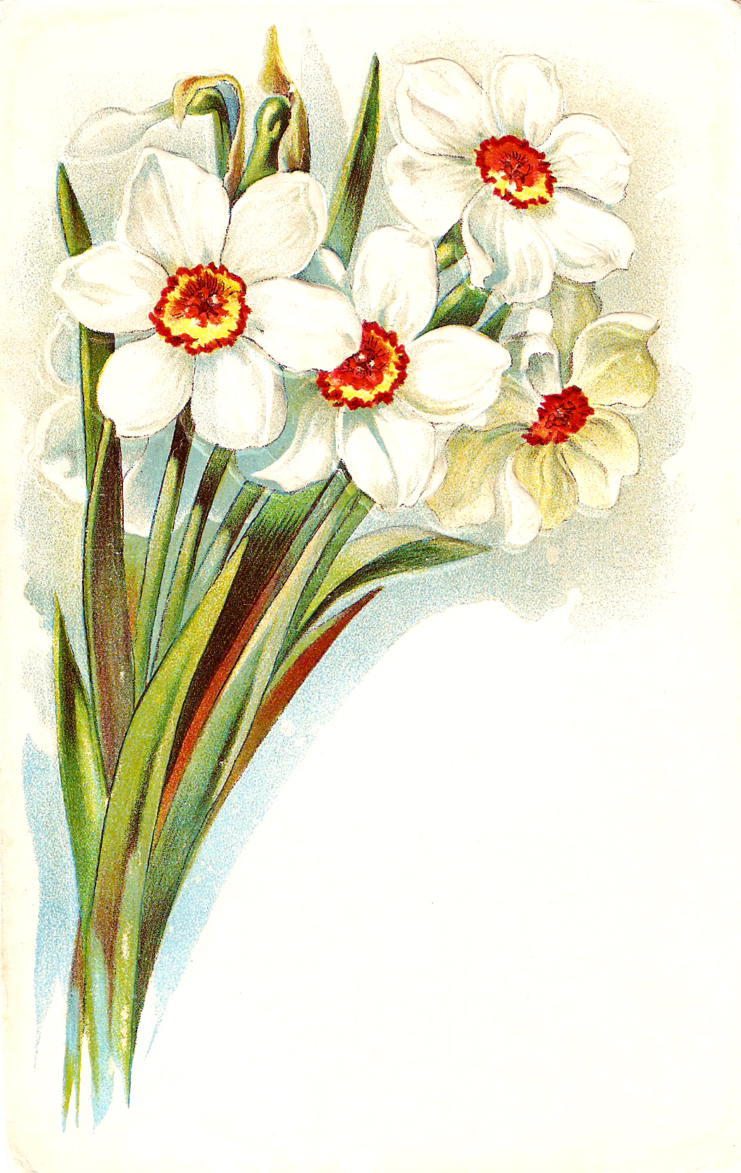 Here Is A Lovely Bouquet Of Daffodils Or Narcissus From A Victorian
