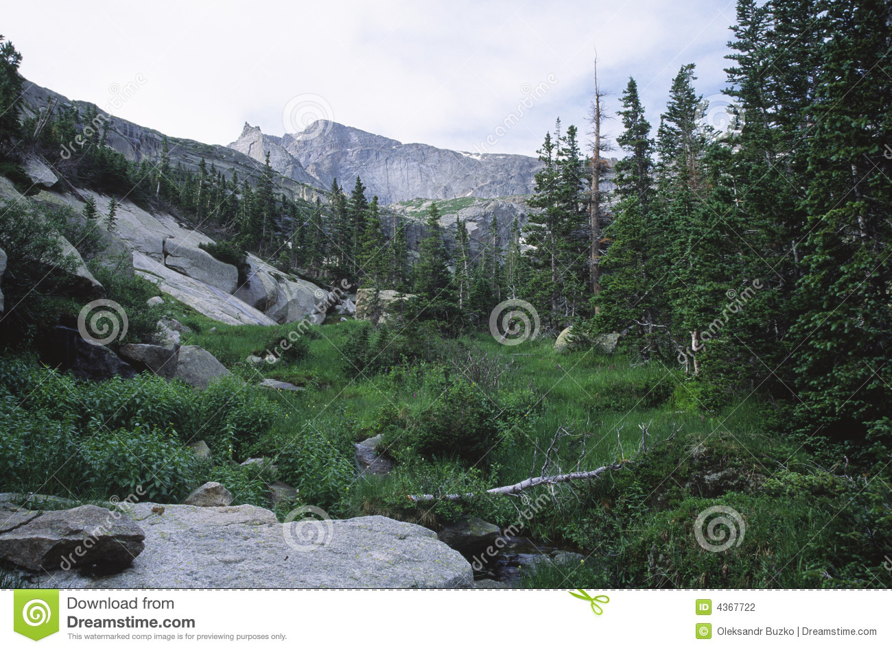 Mountain Forest In Colorado Rocky Mountains Stock Photography   Image    