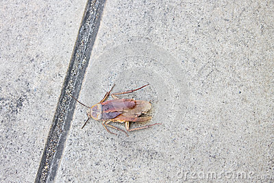 Stock Photo  Dead Cockroach On The Floor