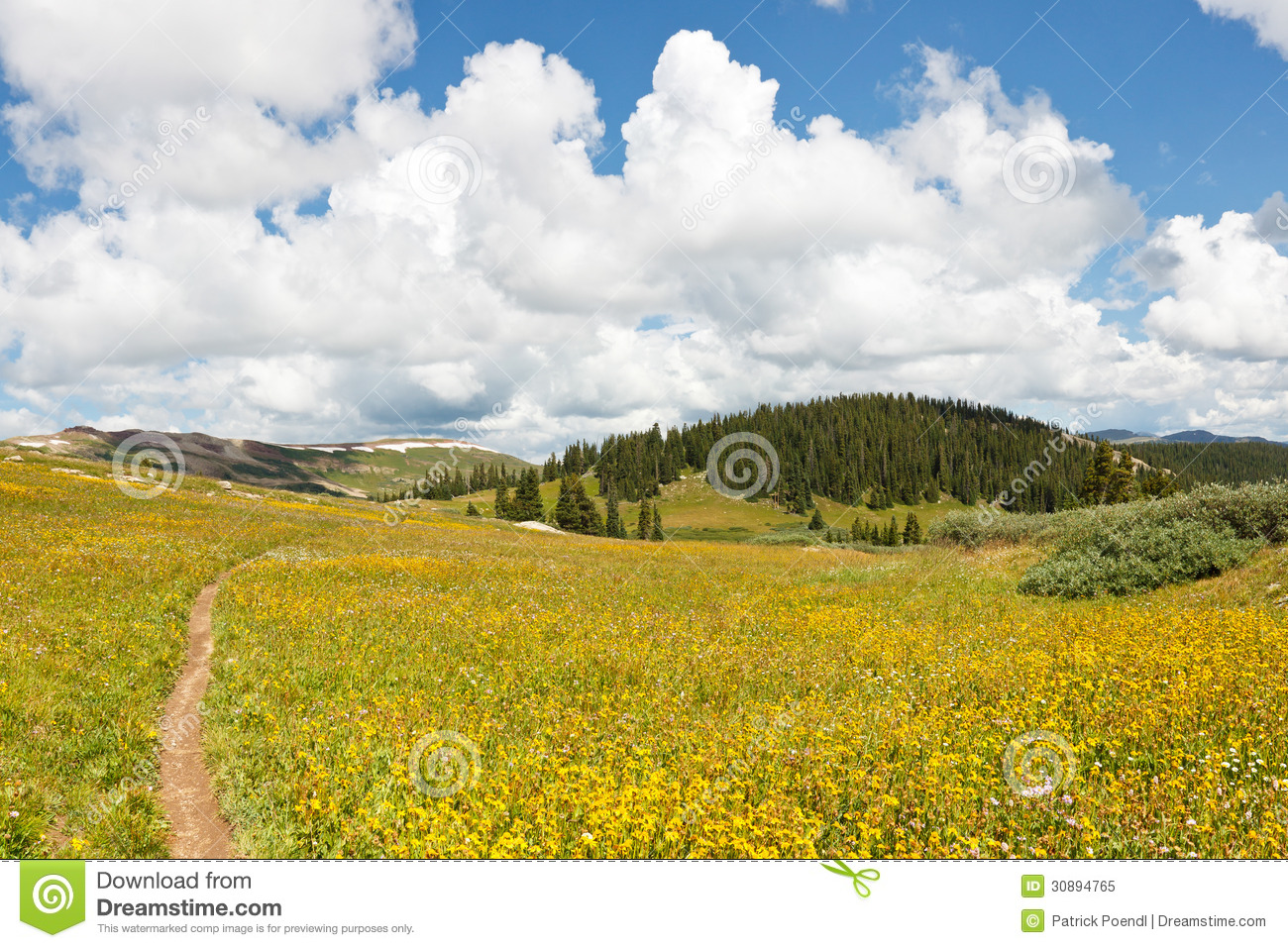 Trail Through Meadows Of Wildflowers Royalty Free Stock Photo   Image    